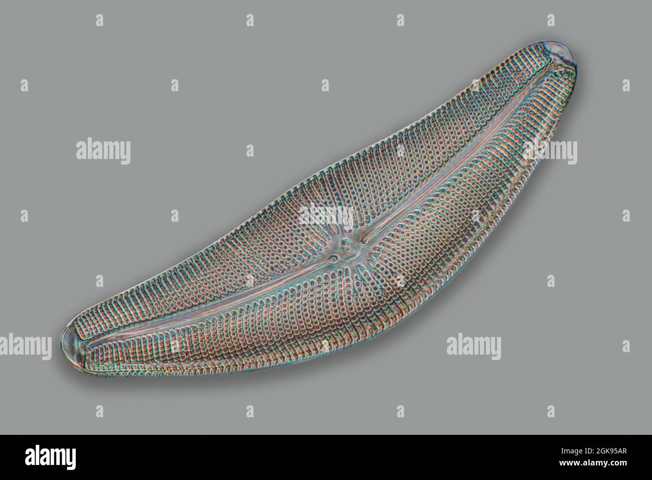 diatom (Diatomeae), Diatoms from Emeralda, light microscopy, light-field microscopy, magnification x 140 related to a print of 35 mm width, USA, Stock Photo