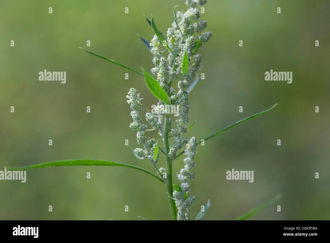 lamb's quarters, lambsquarters, pigweed, fathen (Chenopodium album