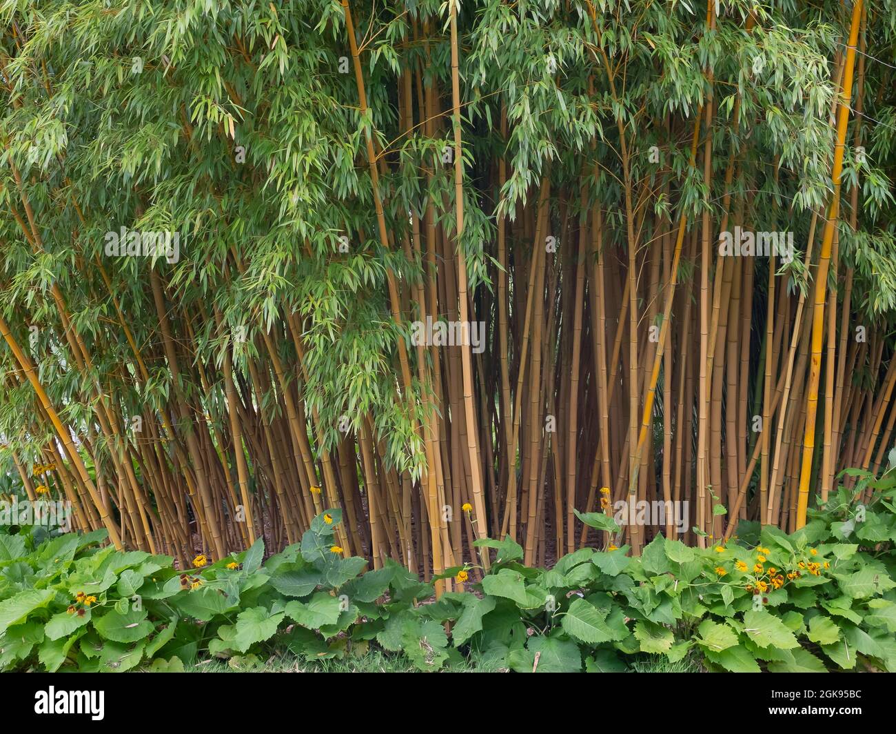 clumping bamboo (Bambusa spec.), Bamboo in the garden Stock Photo