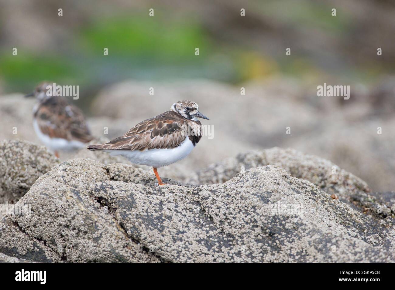 ruddy turnstone (Arenaria interpres), perched on a rock with barnacles, another one blurry in the back, France, Brittany Stock Photo