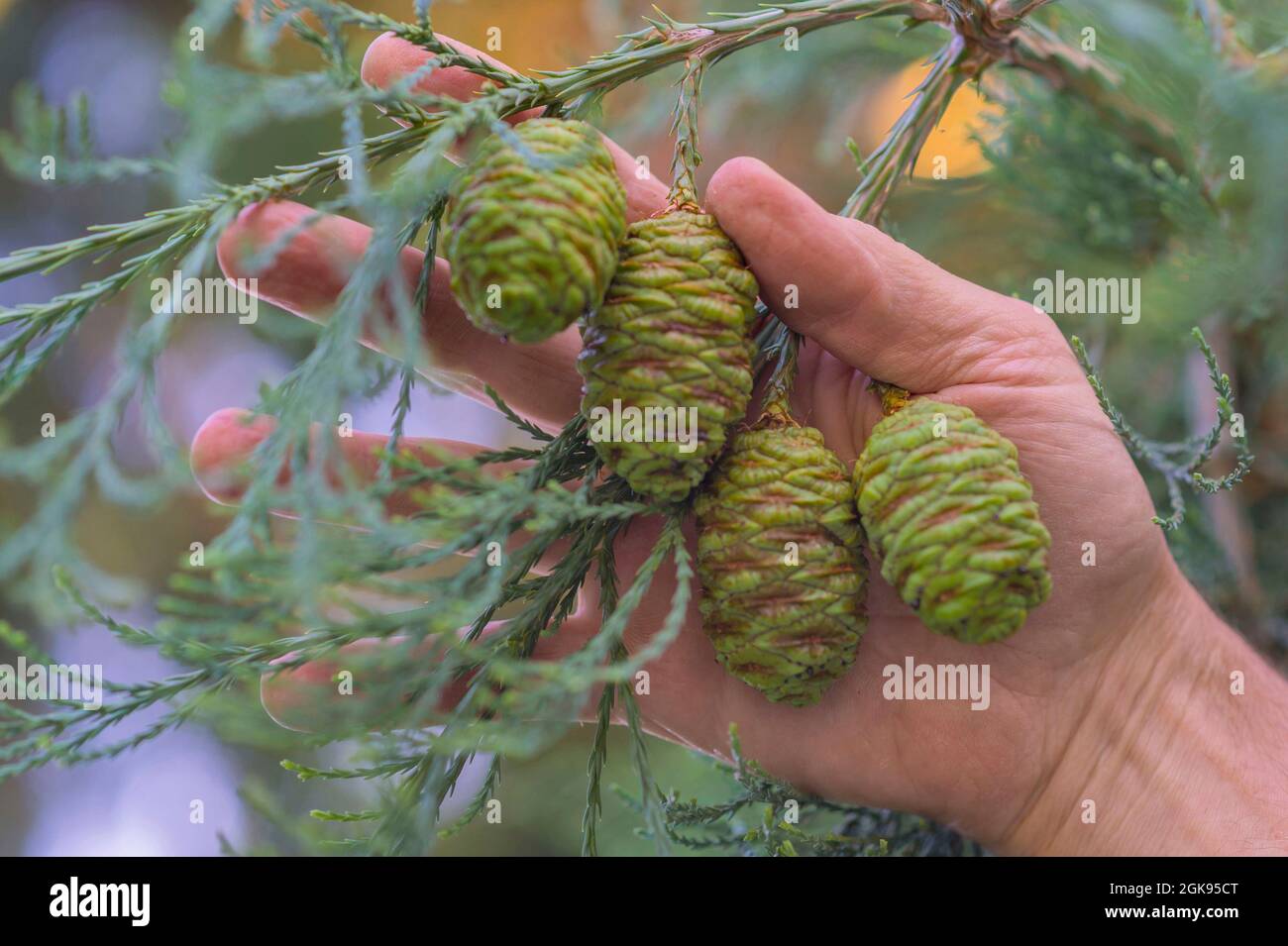 giant sequoia, giant redwood (Sequoiadendron giganteum), twig with cones in a hand Stock Photo