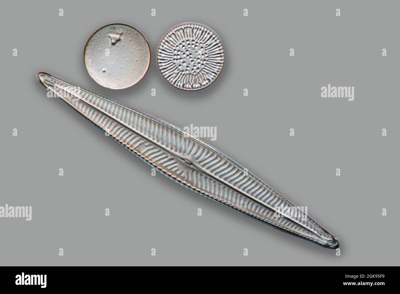 diatom (Diatomeae), diatoms of Marienwerden, Differential interference contrast microscopy, magnification x 140 related to a print of 35 mm, Germany, Stock Photo