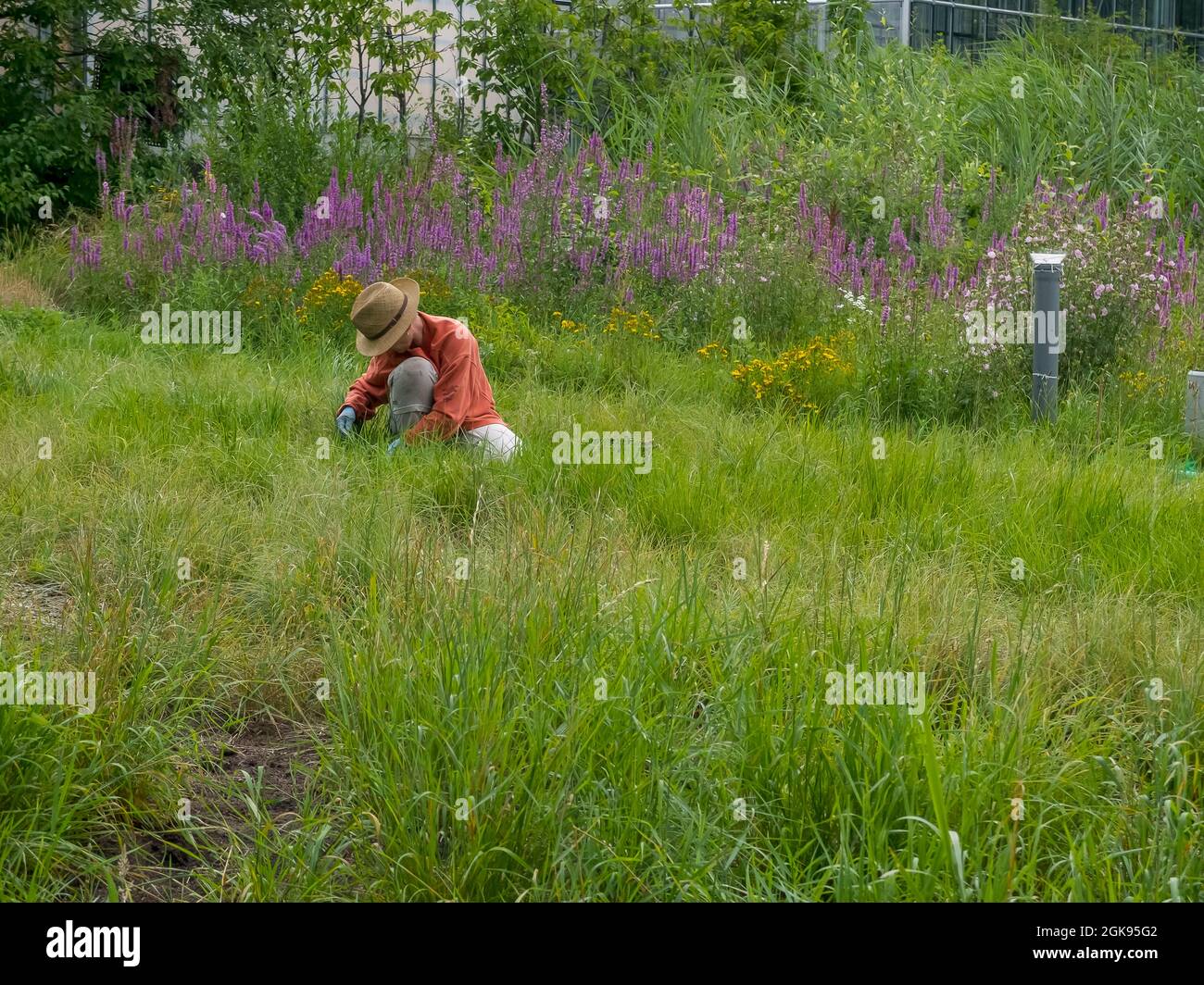 Gardening at the Botanical Gardens Flottbek, Germany, Hamburg-Flottbek, MR=Yes, Stock Photo