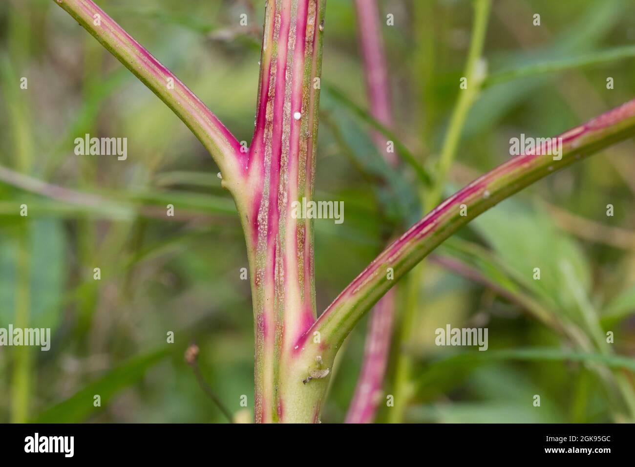 lamb's quarters, lambsquarters, pigweed, fathen (Chenopodium album), Stem, Germany Stock Photo