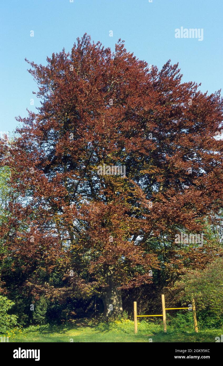 copper beech (Fagus sylvatica var. purpurea, Fagus sylvatica 'Atropunicea', Fagus sylvatica Atropunicea), Single tree in summer, Germany Stock Photo