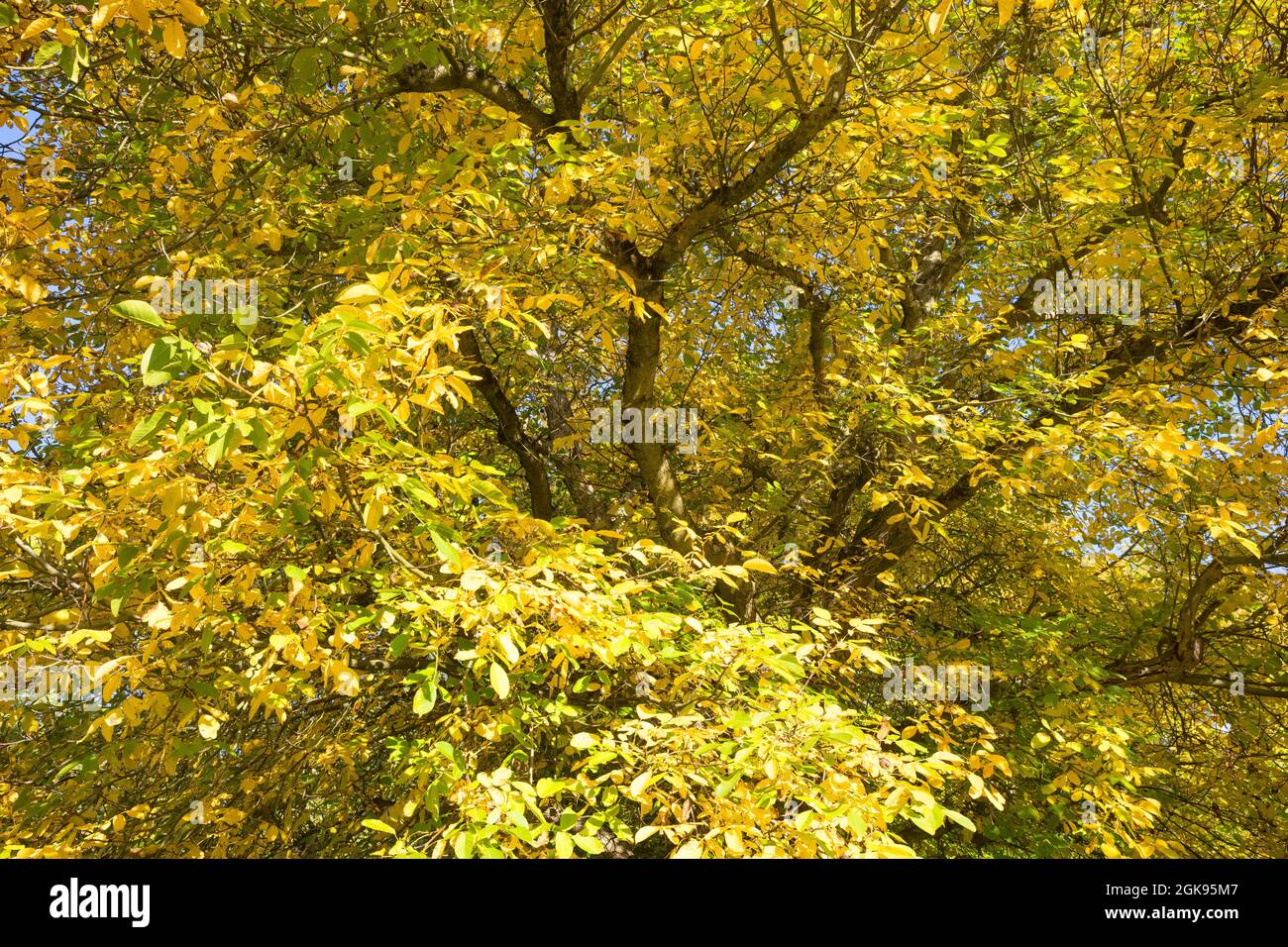 walnut (Juglans regia), with autumn colours, Germany Stock Photo