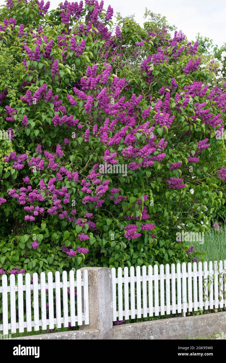 common lilac (Syringa vulgaris), blooms behind a garden fence, Germany Stock Photo