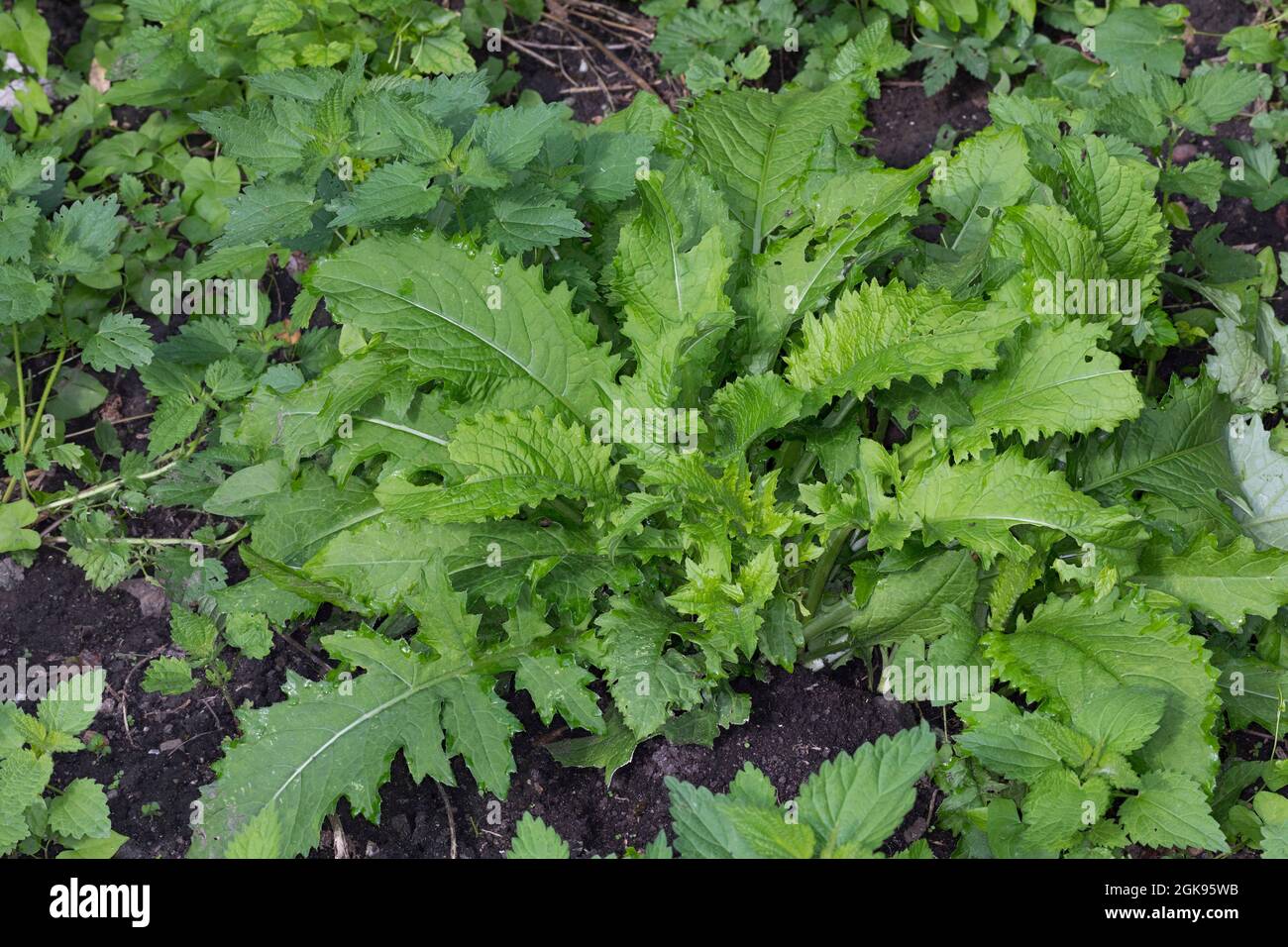 cabbage thistle (Cirsium oleraceum), habit, Germany Stock Photo