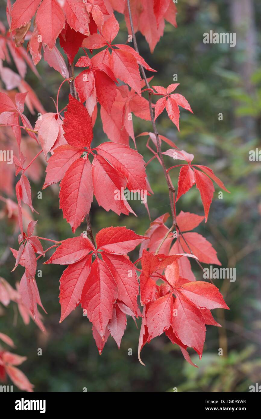 Virginia Creeper, Five Finger (Parthenocissus quinquefolia), autumn