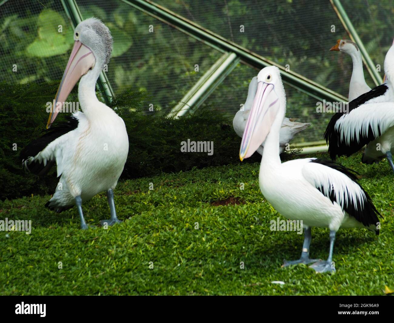 Picture of Pelicans, a genus of large water birds that make up the family Pelecanidae. This bird has a long beak and a large throat pouch used for cat Stock Photo