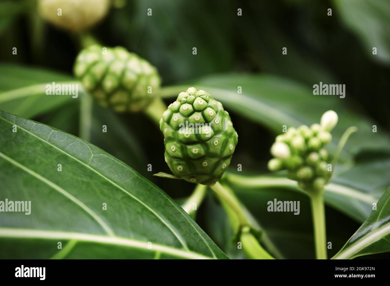 Green tropical plant in botanical garden Stock Photo - Alamy