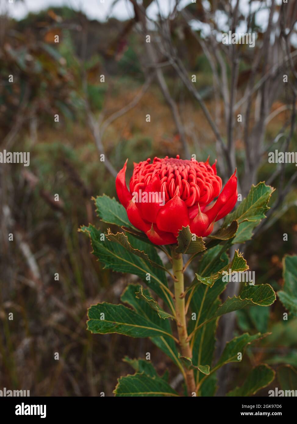 Australian native red and magenta Waratah flower. Flower head. Stock Photo