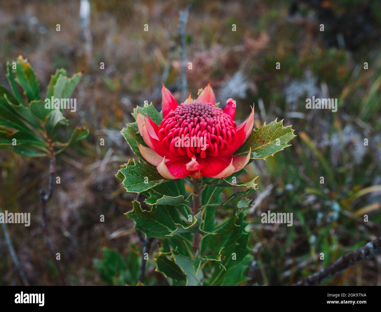 Australian native red and magenta Waratah flower. Flower head. Stock Photo