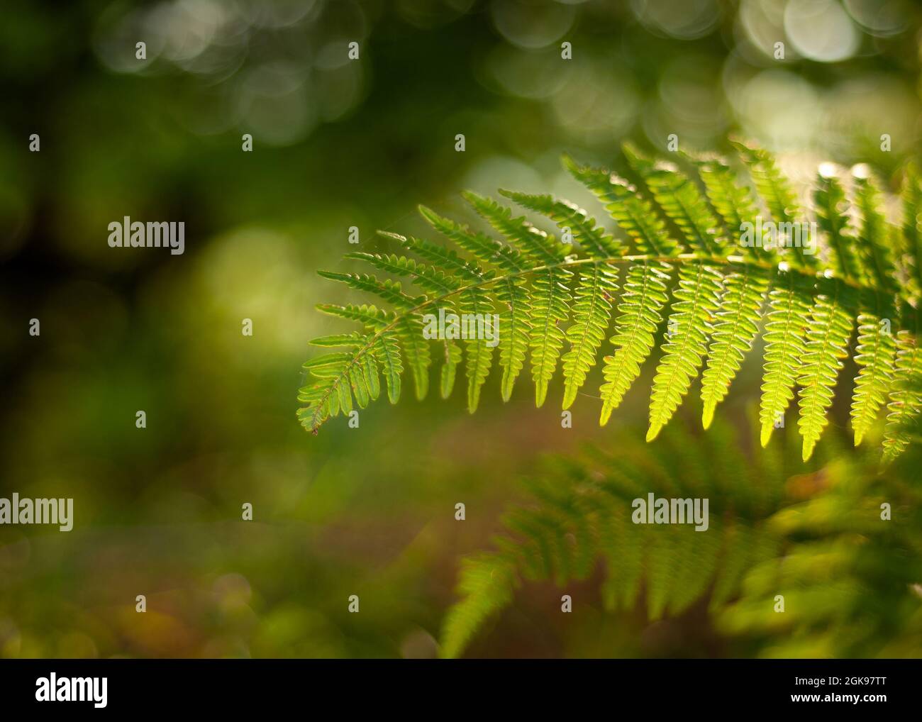 Thelypteris palustris, fern in in nature, in iran, Glade and trail in the forest isolated with blur background or shallow depth of field, glowing with Stock Photo