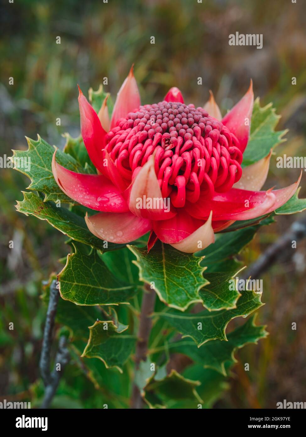 Australian native red and magenta Waratah flower. Flower head. Stock Photo