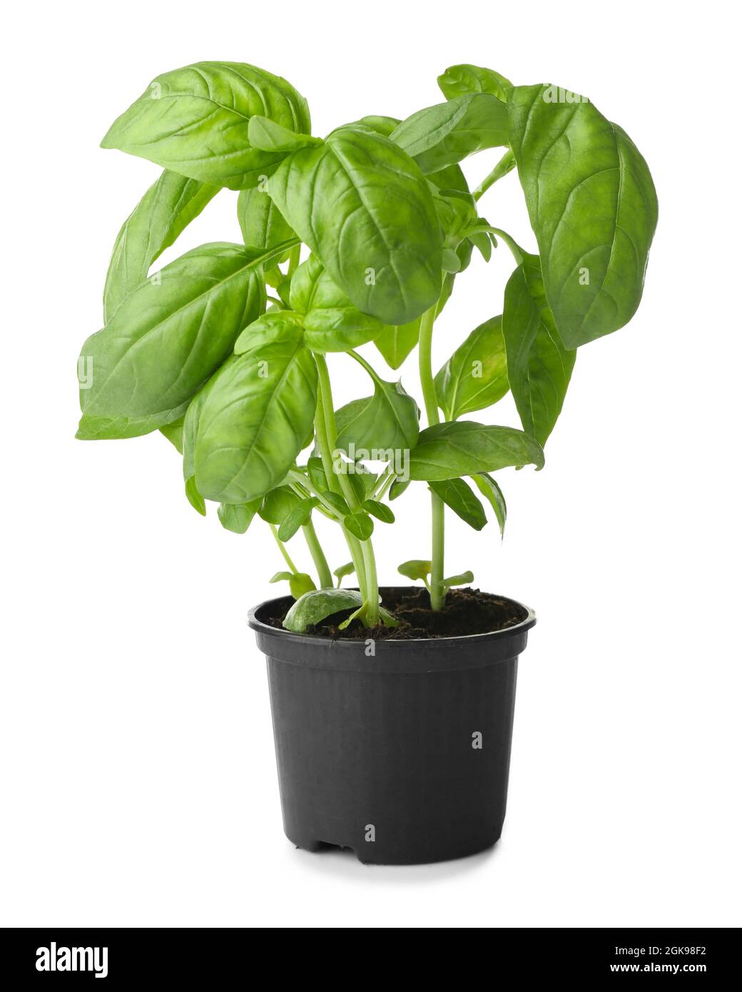Green basil in pot on white background Stock Photo - Alamy