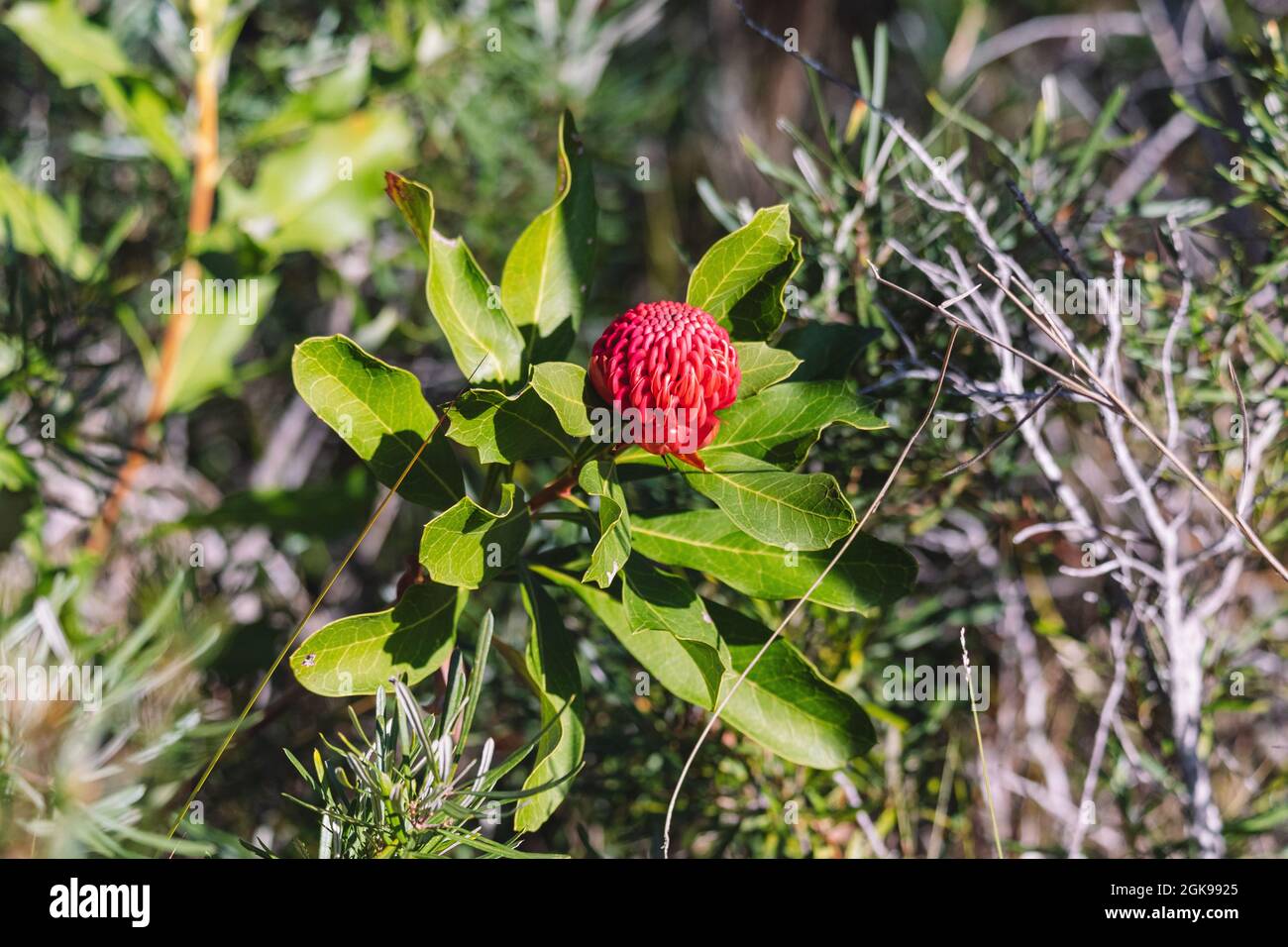 Australian native shrubs hi-res stock photography and images - Alamy