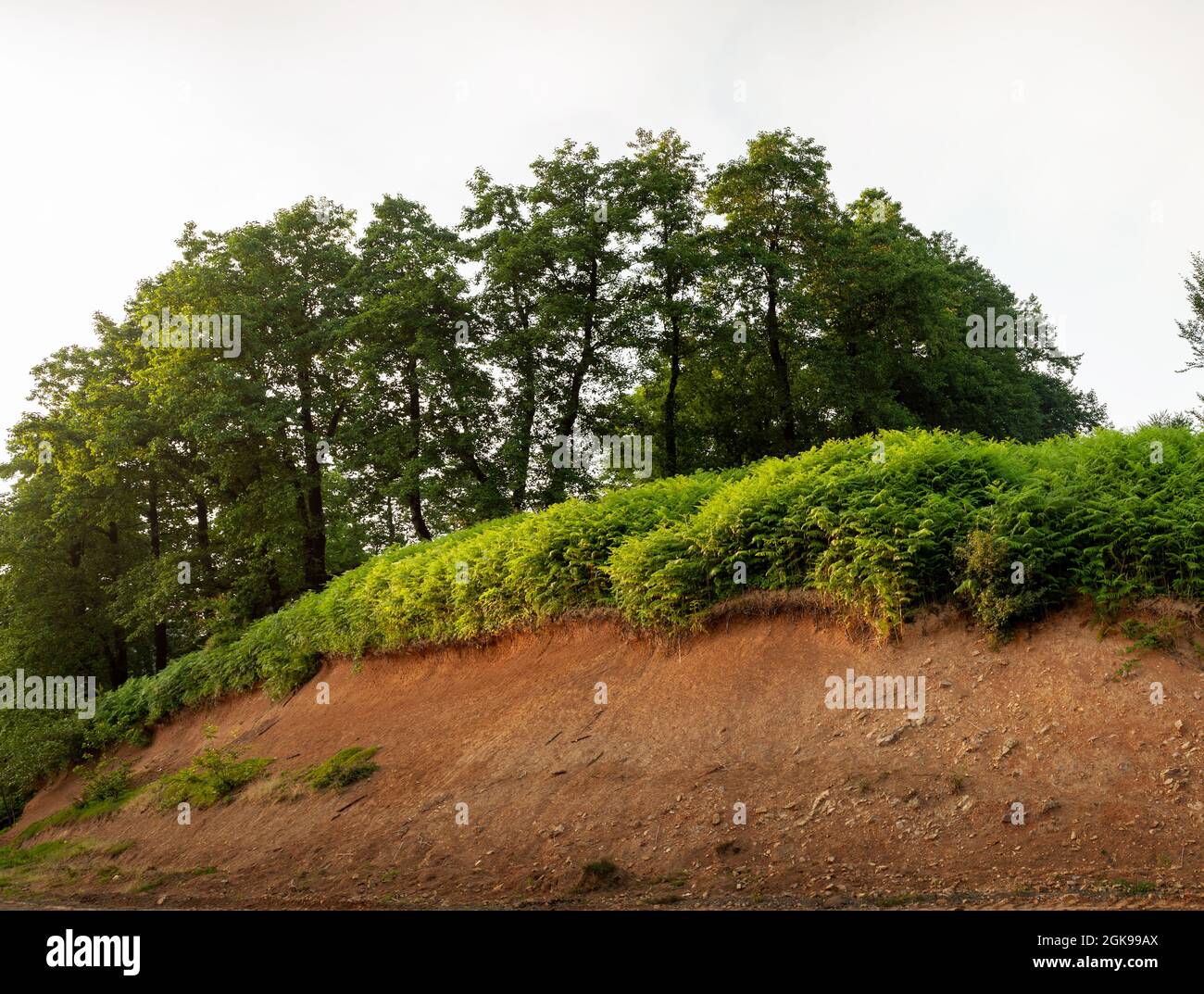 Thelypteris palustris, fern in in nature on top of a hill with Beech tree in background, in iran, Glade and trail in the forest Stock Photo