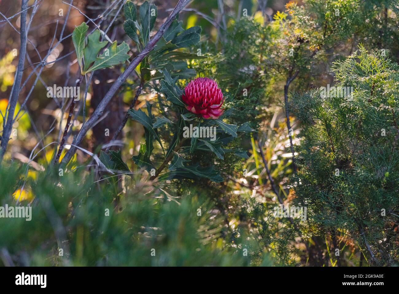 Australian native red and magenta Waratah flower. Flower head. Stock Photo