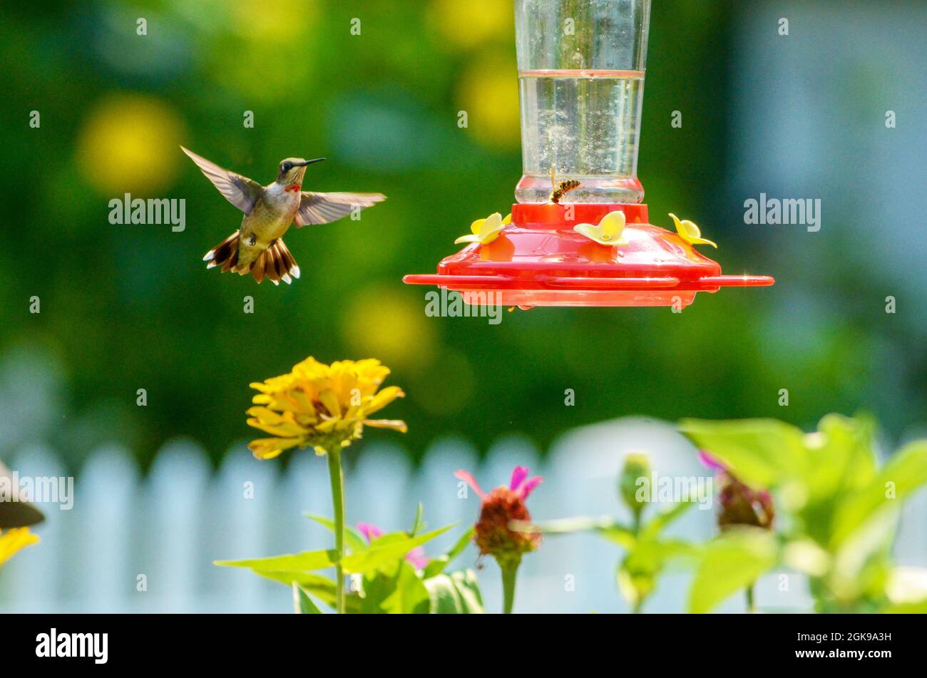 ruby-throated hummingbird Stock Photo