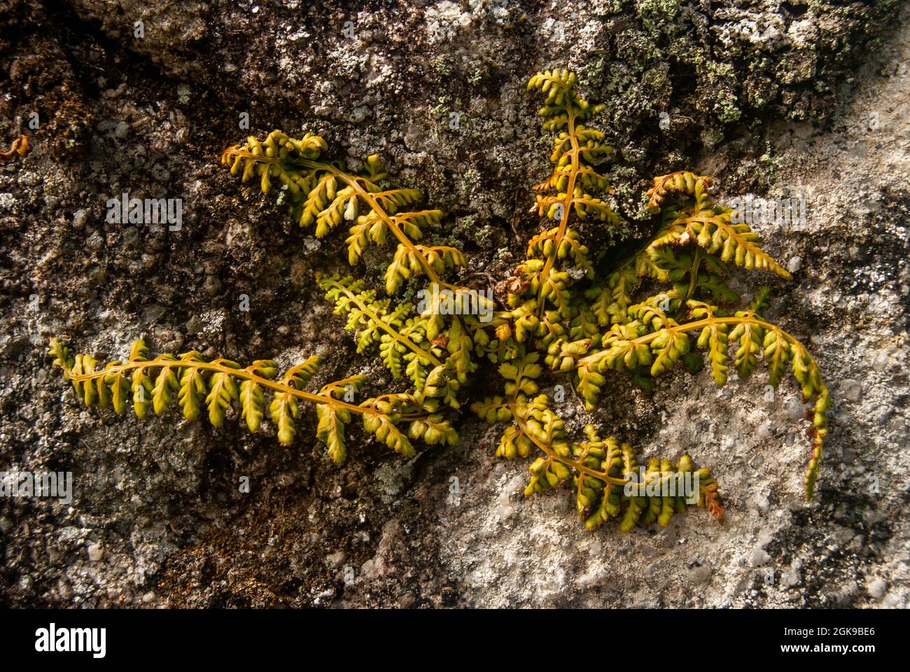 Fern growing from a stone wall in different directions - Lanceolate Spleenwort Asplenium obovatum, Space for text, Selective focus Stock Photo