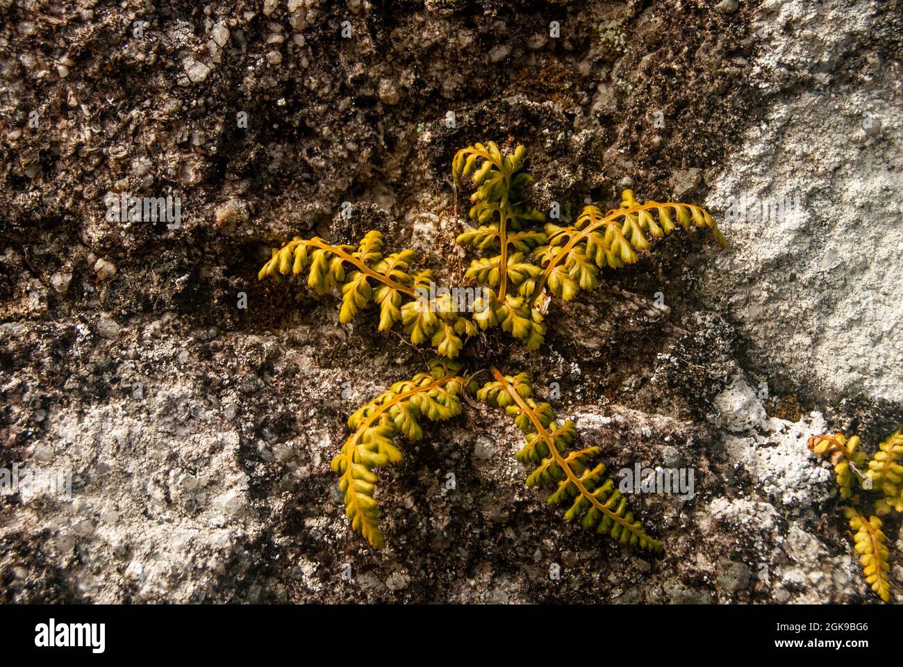 Fern growing from a stone wall in the form of a star - Lanceolate Spleenwort Asplenium obovatum, Space for text, Selective focus Stock Photo