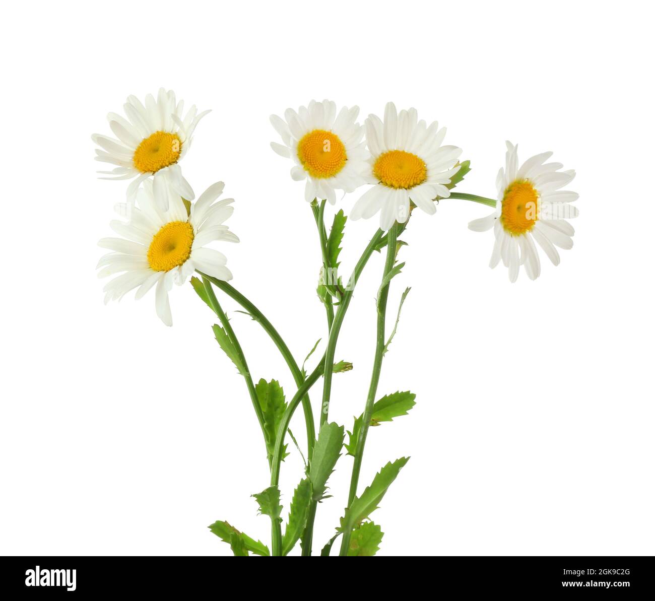 Bouquet of beautiful chamomile flowers on white background Stock Photo ...