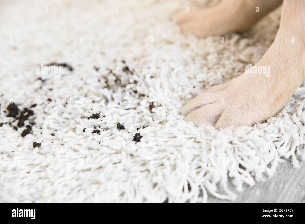 Dirty paws on carpet hires stock photography and images Alamy