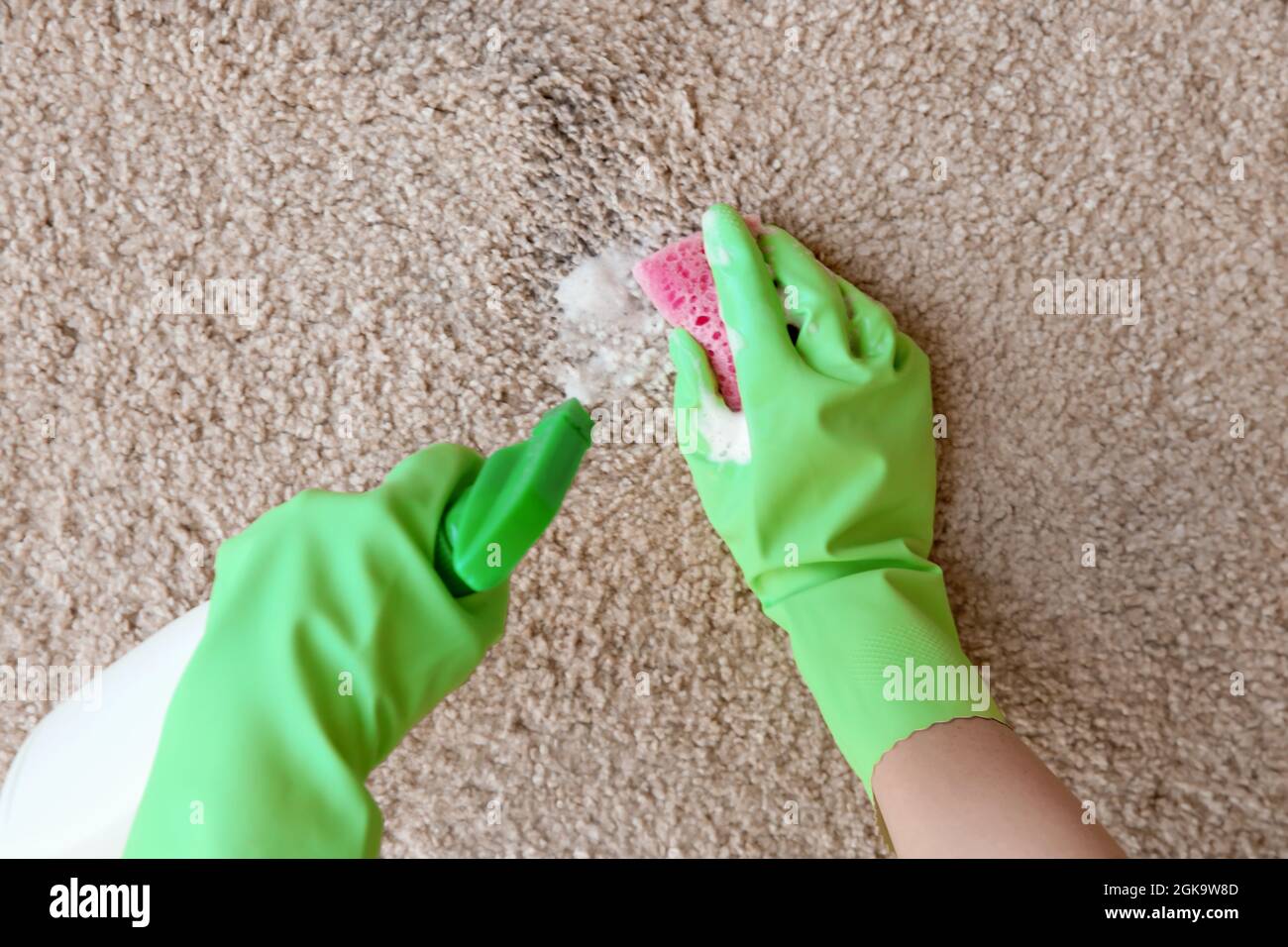 Hands in rubber gloves cleaning carpet with sponge and detergent Stock