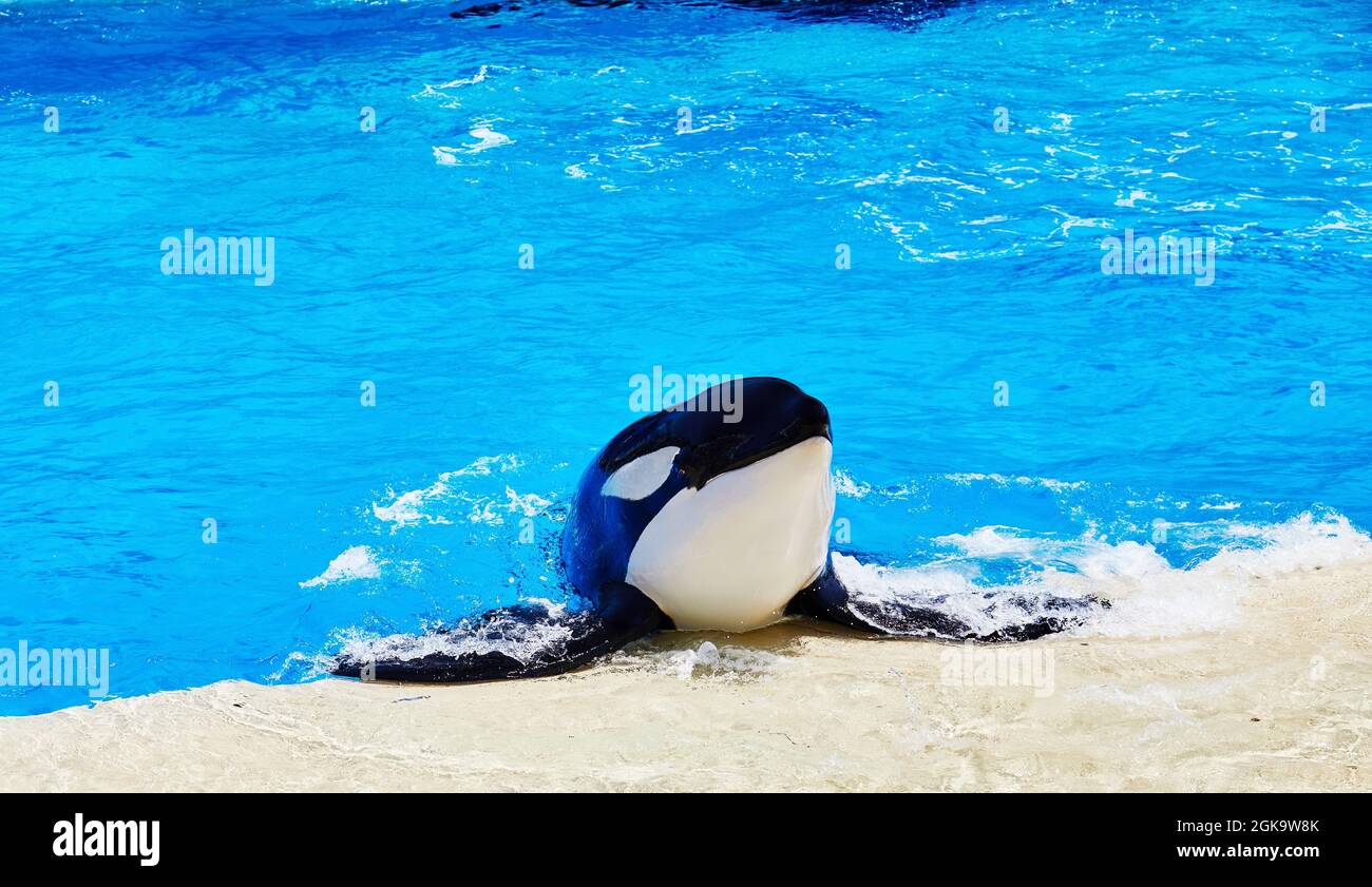 San Diego, California, USA - July 16, 2021: Orca in captivity jumping on to the edge of his pool at Sea World with instruction from trainer Stock Photo