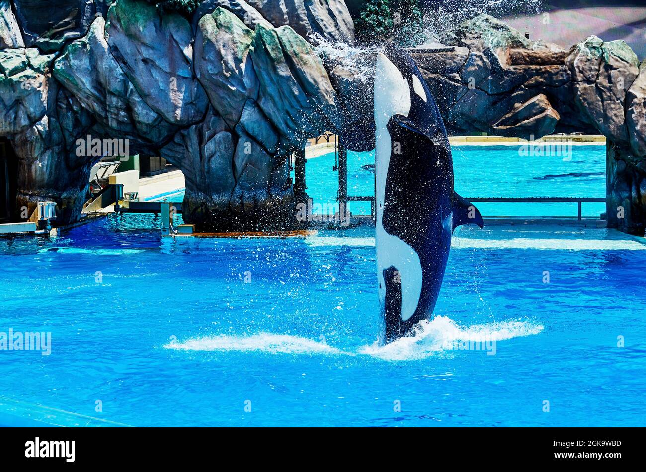 San Diego, California, USA - July 16, 2021: Orca in captivity jumping out of the water at Sea World with instruction from trainer Stock Photo