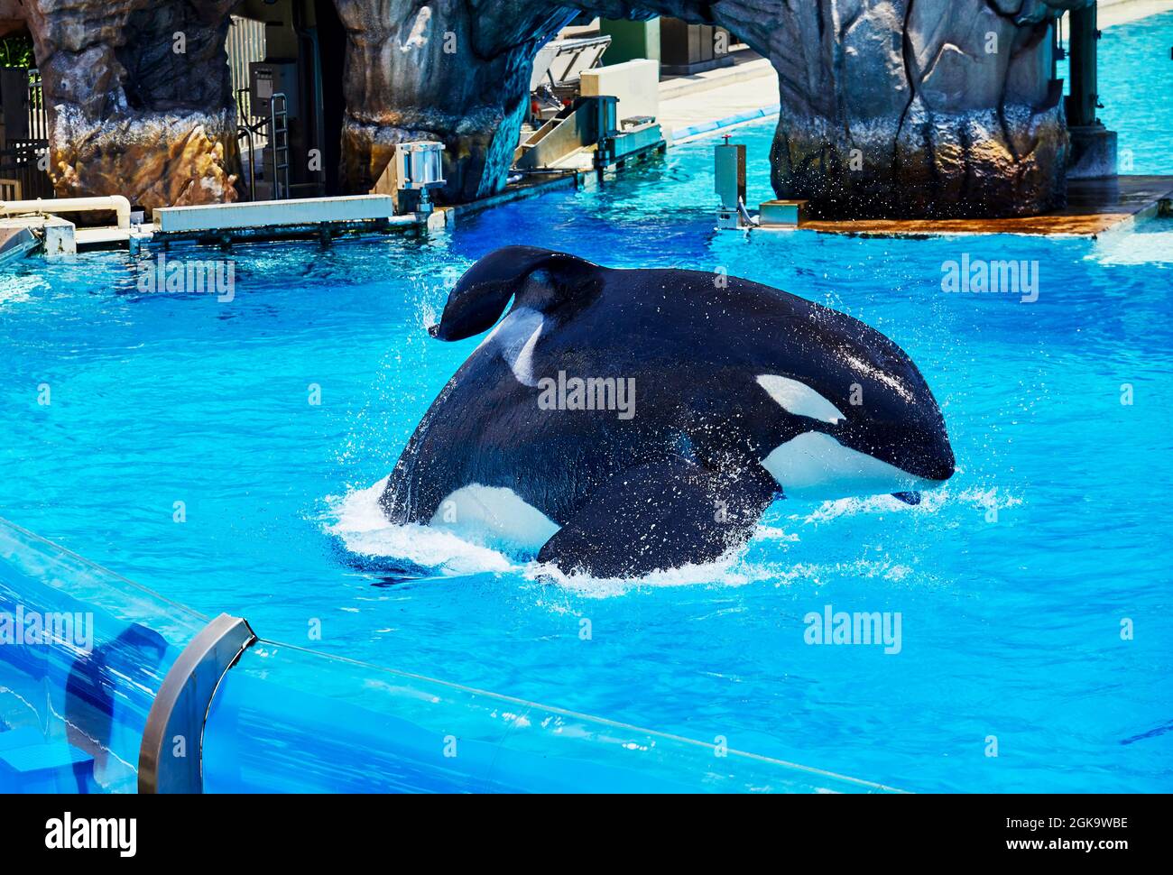 San Diego, California, USA - July 16, 2021: Orca in captivity jumping out of the water at Sea World with instruction from trainer Stock Photo