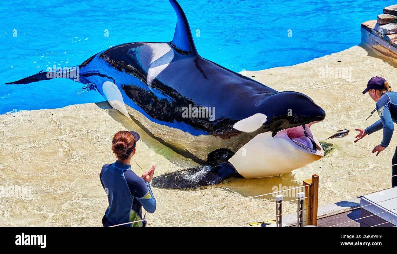 San Diego, California, USA - July 16, 2021: Orca in captivity on  the edge of his pool at Sea World with his trainer throwing fish into his mouth. Stock Photo