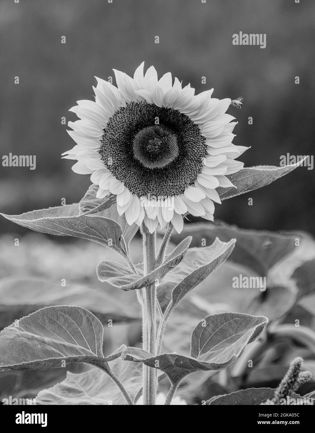 Plants flowers in sun Black and White Stock Photos & Images - Alamy