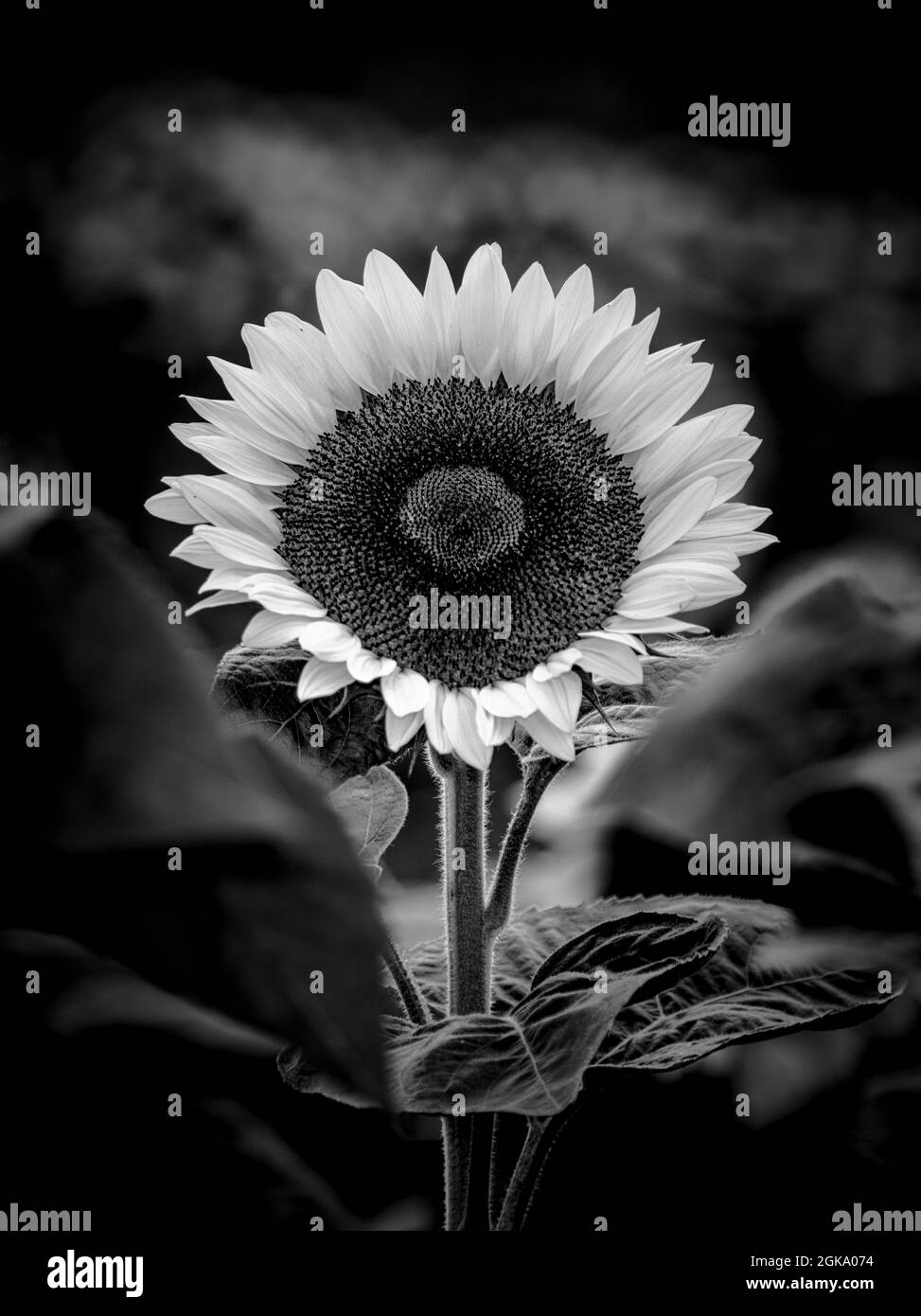 Sun Flower Bloom Stock Photo Alamy