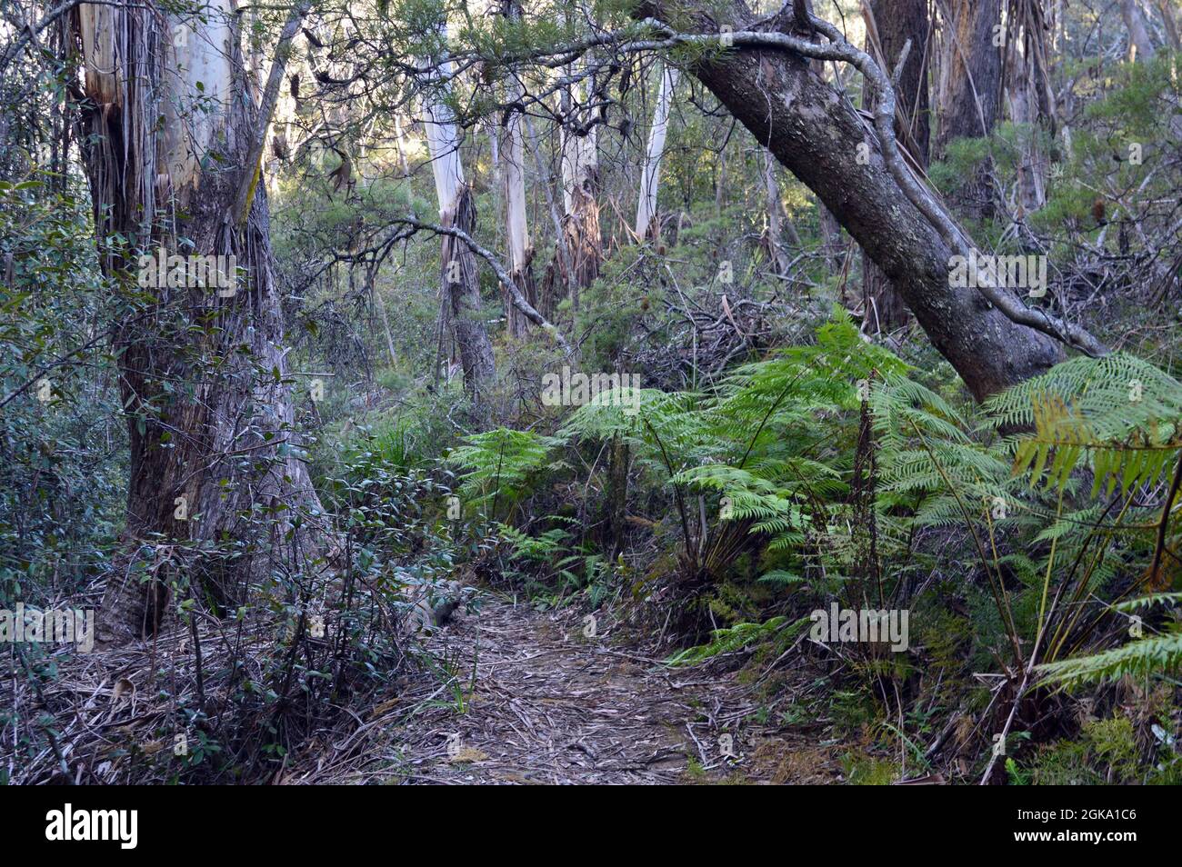 A walking trail near Lyrebird Dell in Leura, NSW Stock Photo