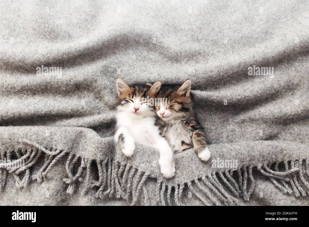Two little kittens sleep with their eyes closed and covered with fluffy
