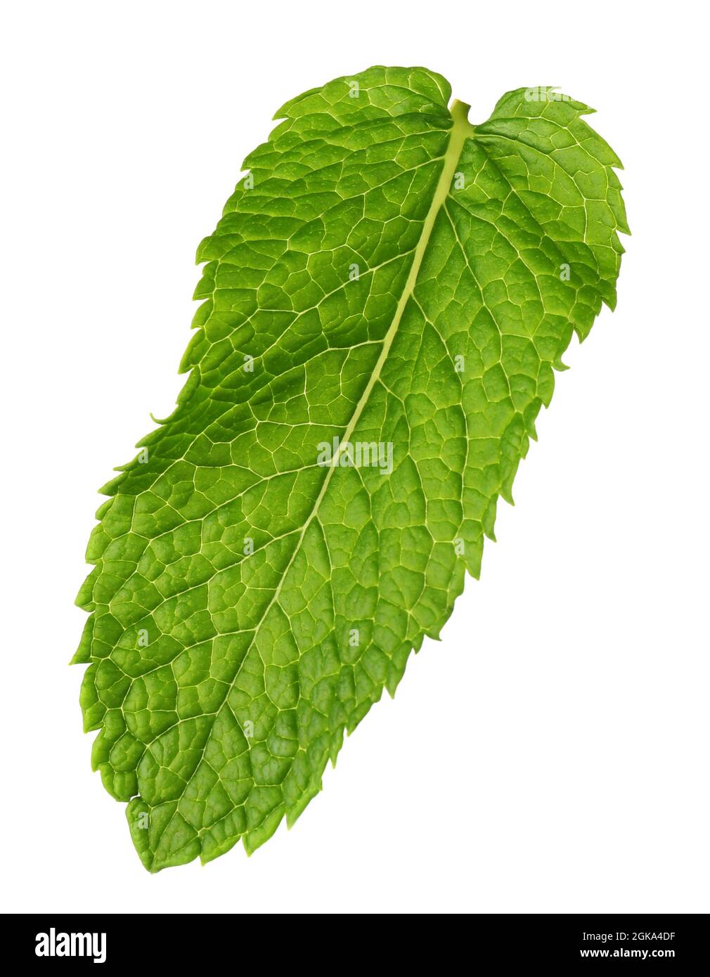 Fresh mint leaf on white background Stock Photo Alamy