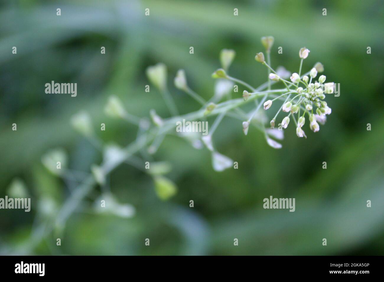 35 White Flowering Weeds (with Pictures): Identification Guide
