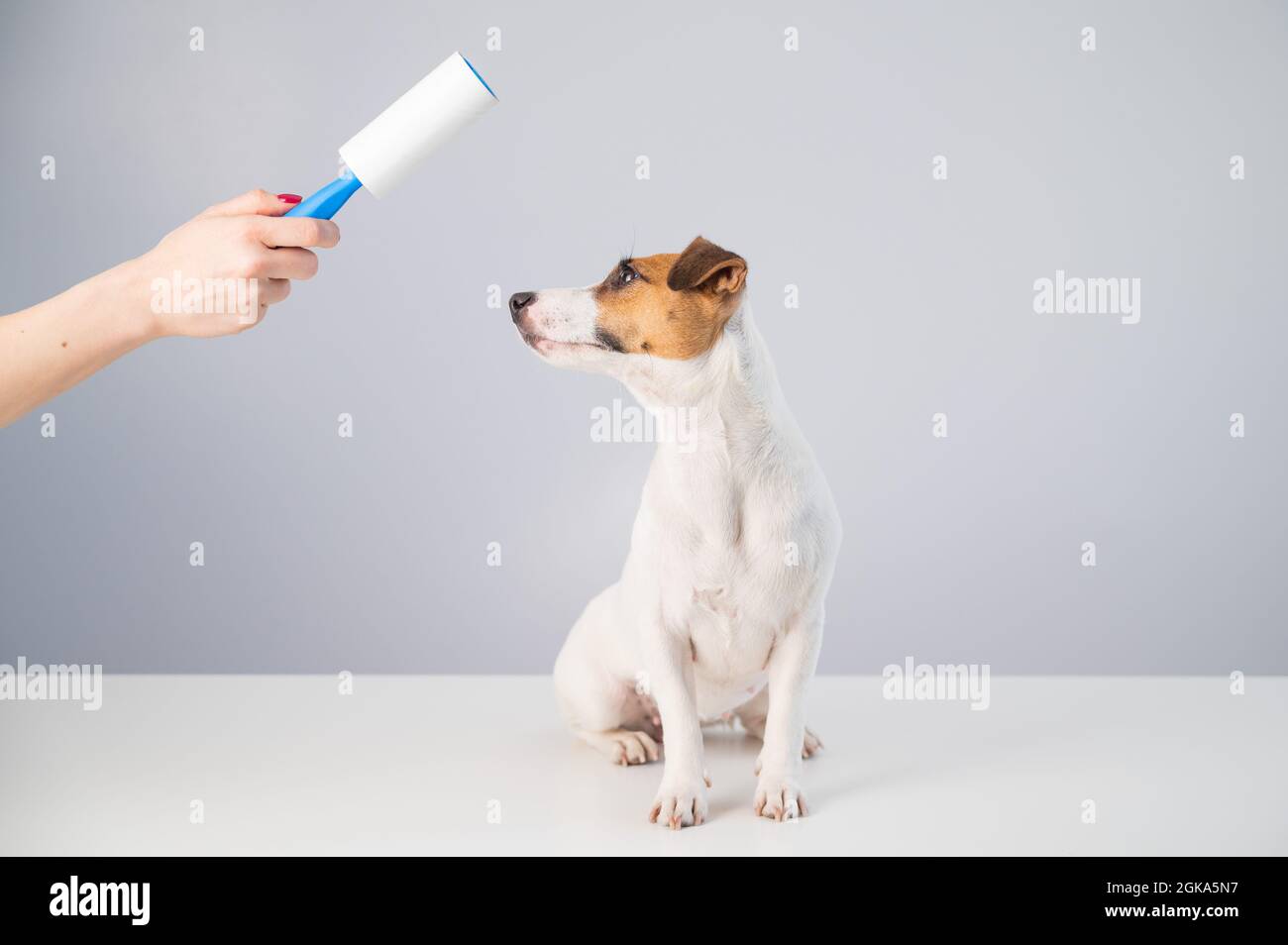 A Woman Uses A Sticky Roller To Remove Hair On A Dog Stock Photo Alamy