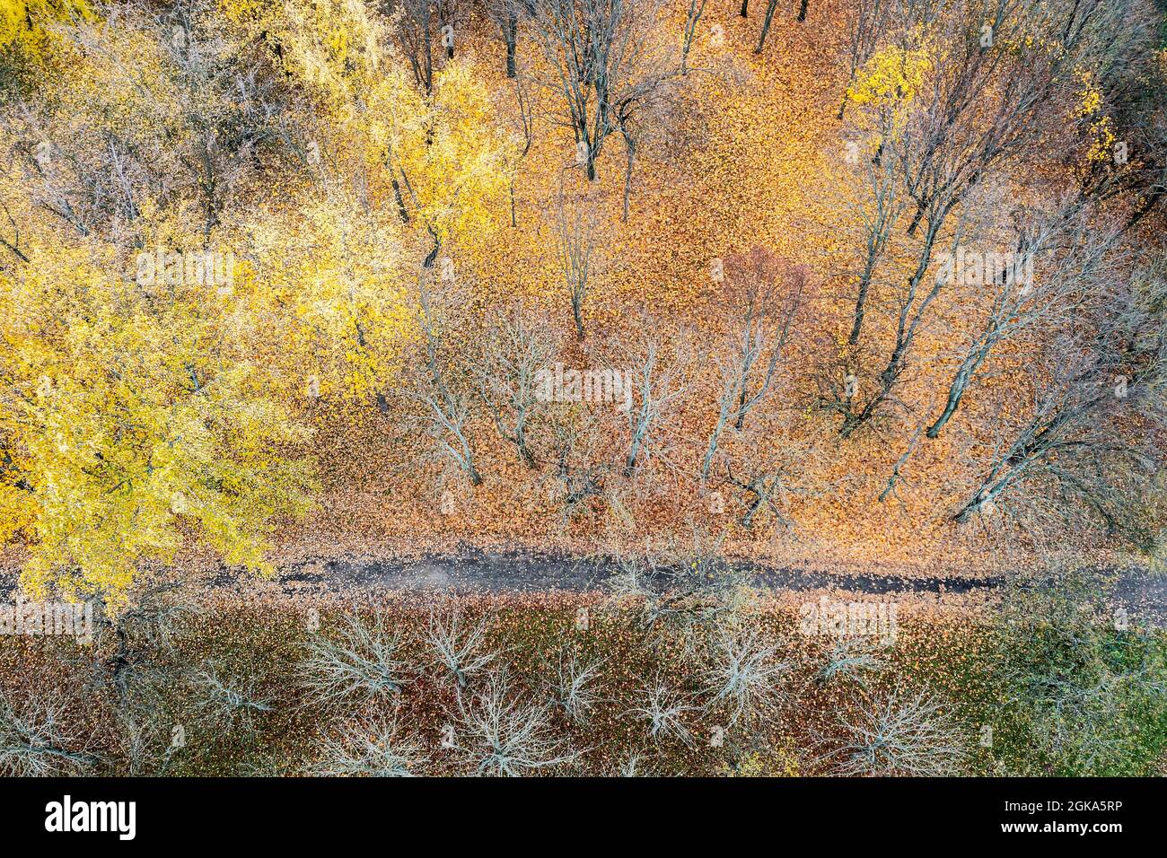 Fallen leaves on ground hi-res stock photography and images - Alamy