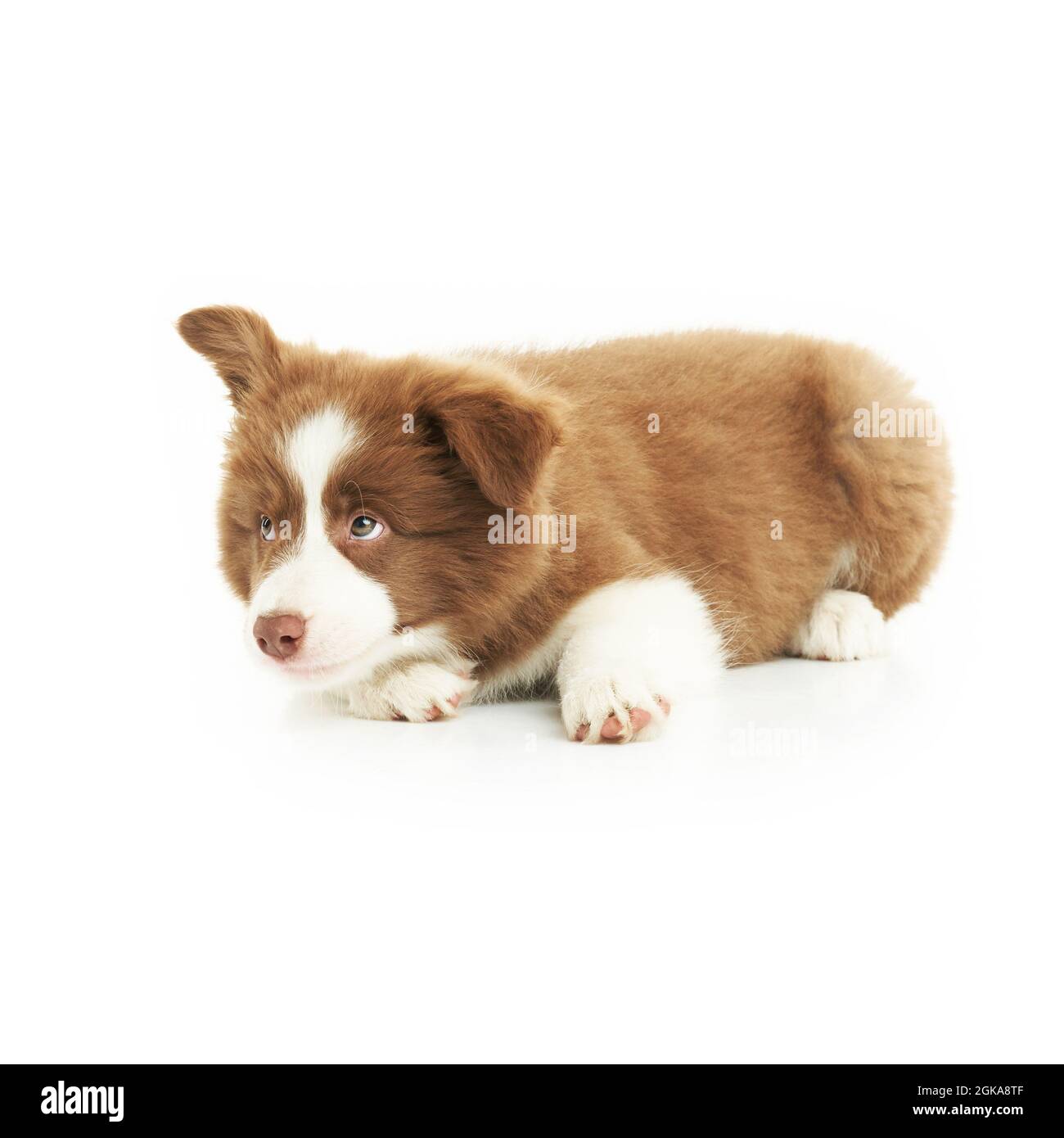 Brown white puppy border collie over white background. Stock Photo