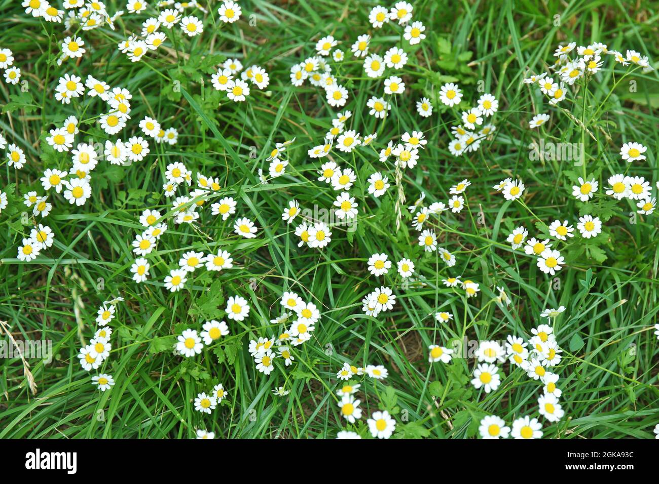 Beautiful chamomile flowers on green meadow Stock Photo - Alamy