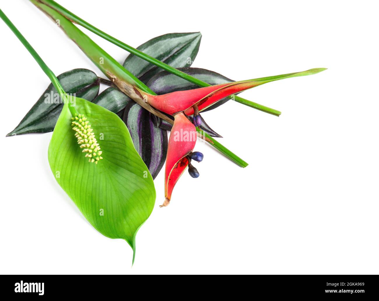 Beautiful tropical flowers and leaves on white background Stock Photo ...