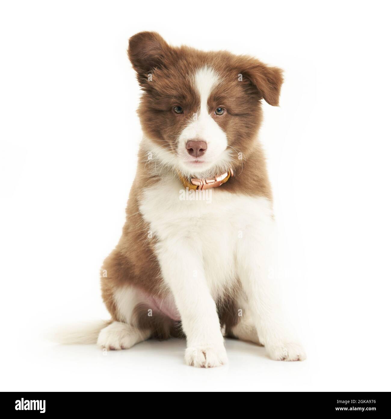 Border collie sitting cut out Cut Out Stock Images & Pictures - Alamy