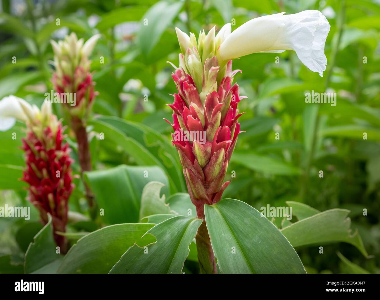 Crepe ginger blossom in a Thailand garden Stock Photo