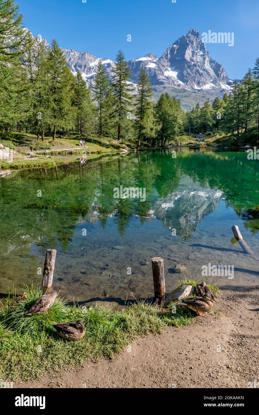 A group of ducks on the shore of Lago Blu which mirrors the Matterhorn, Aosta Valley, Italy Stock Photo