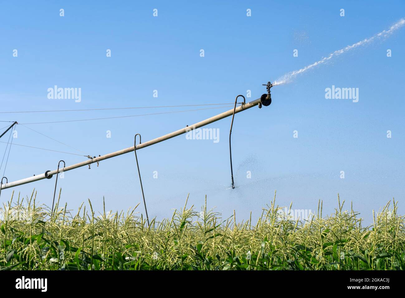 Irrigation System Watering Corn Field Stock Photo Alamy