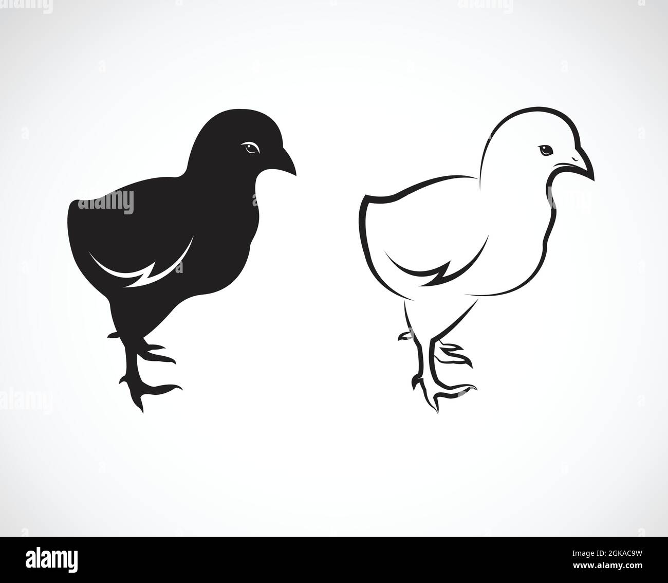Vector image of chick design on white background. Easy editable layered ...