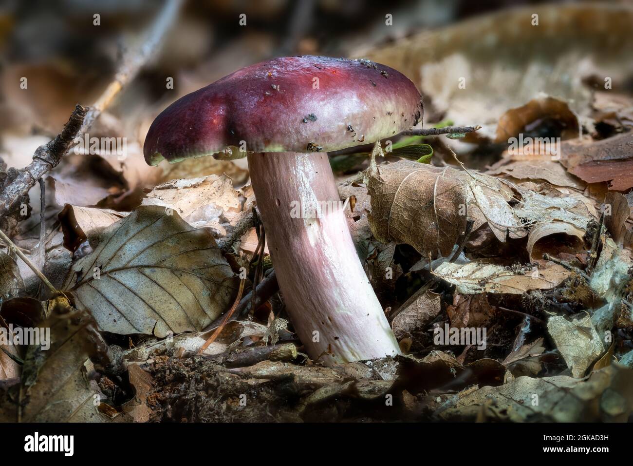 Close up of a primrose brittlegill Russula sardonia mushroom between moss and autumn leaves on the forest floor Stock Photo